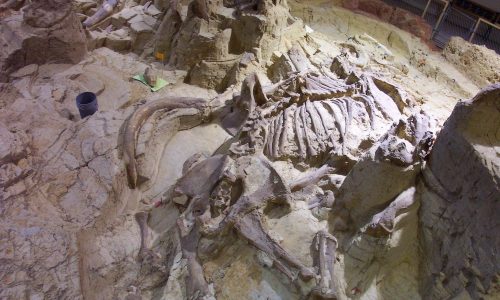 View of mammoth bones at The Mammoth Site in Hot Springs, SD